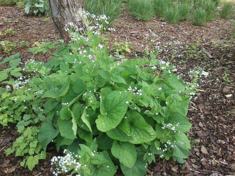 Brunnera macrophylla 'Starry Eyes' Suurelehine brunnera